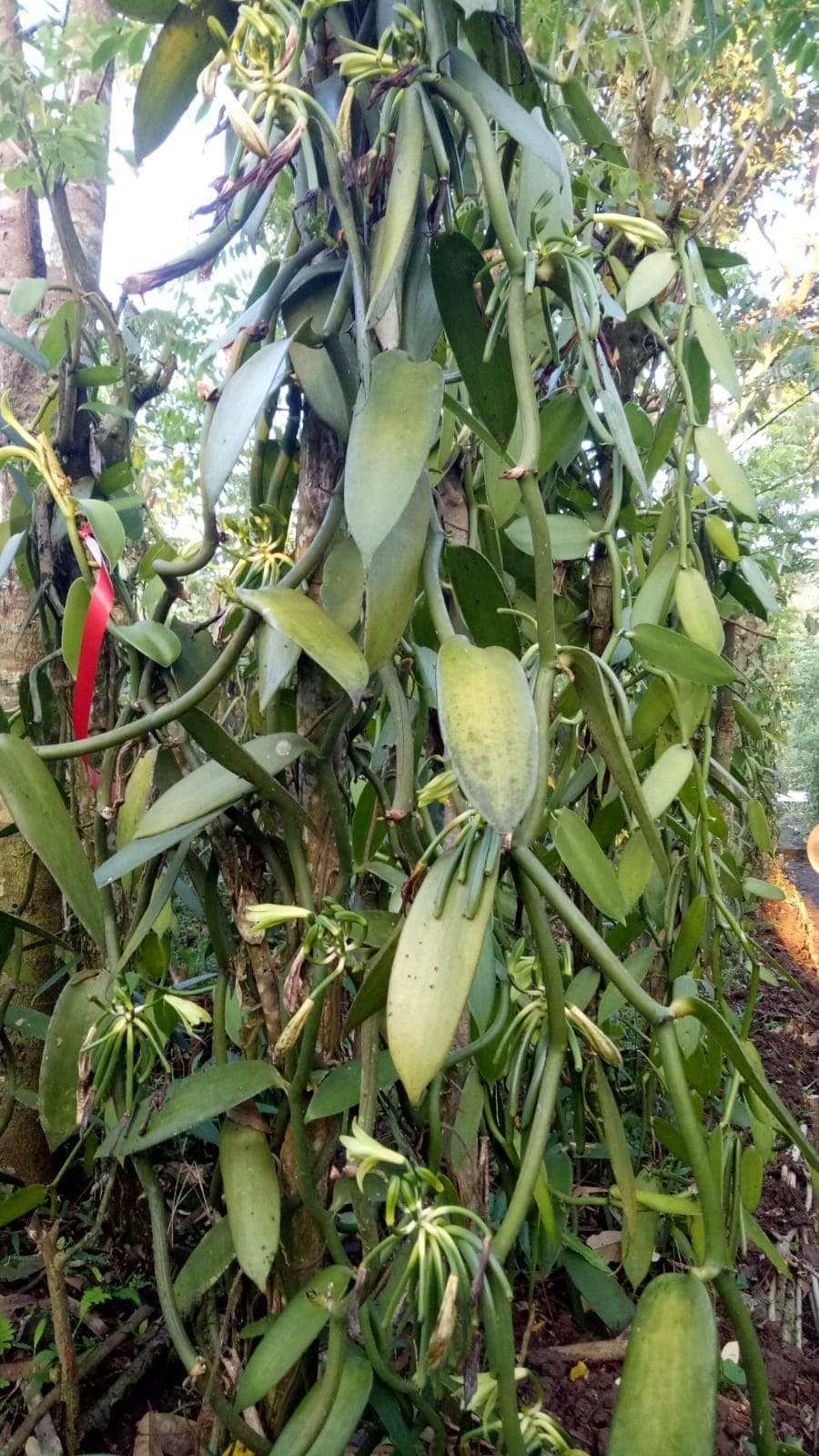 支柱の木に絡んだバニラの蔓につく、開花前のつぼみの房